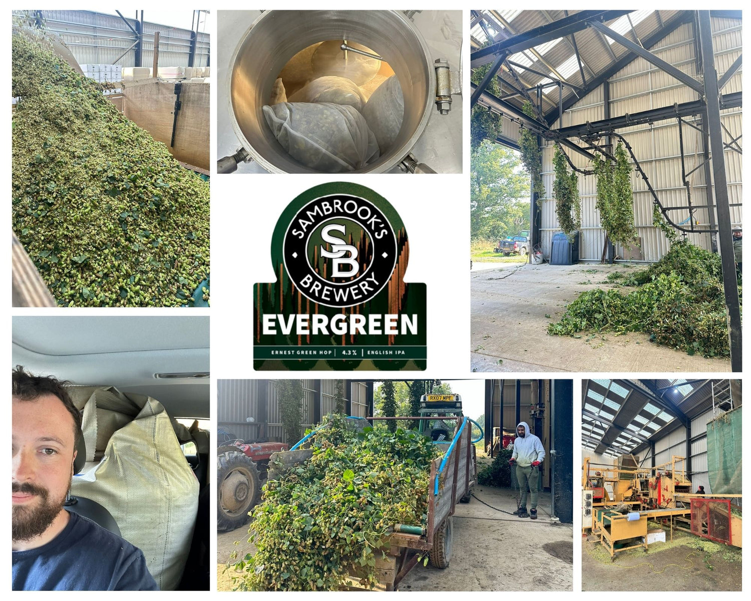 Evergreen: Behind Our Green Hop Beer - By Harley Williams