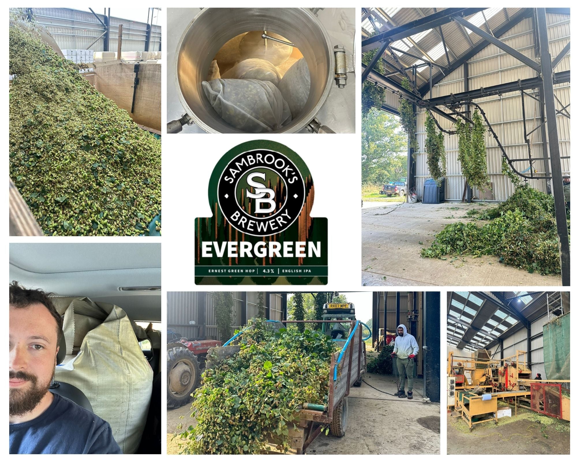 Evergreen: Behind Our Green Hop Beer - By Harley Williams